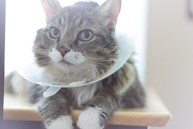 cat cone of shame