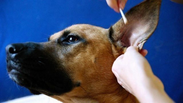 cleaning dog's ears