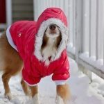 winter dog clothes