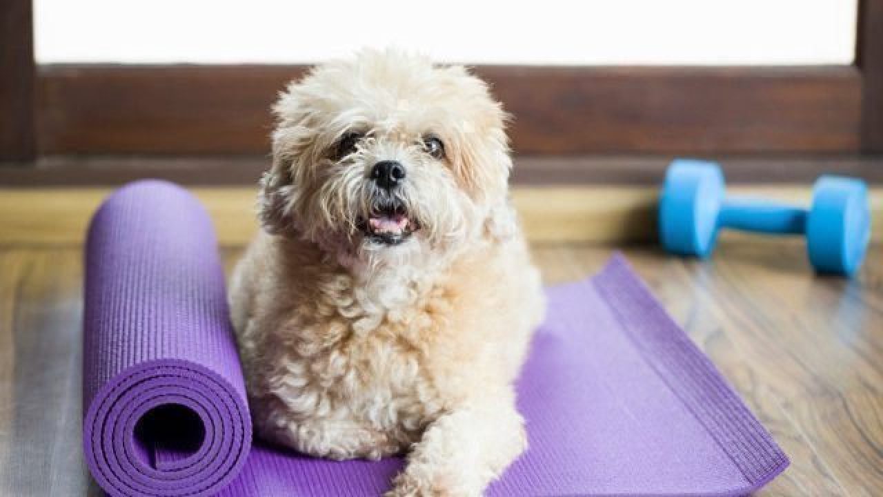 exercise with your dog