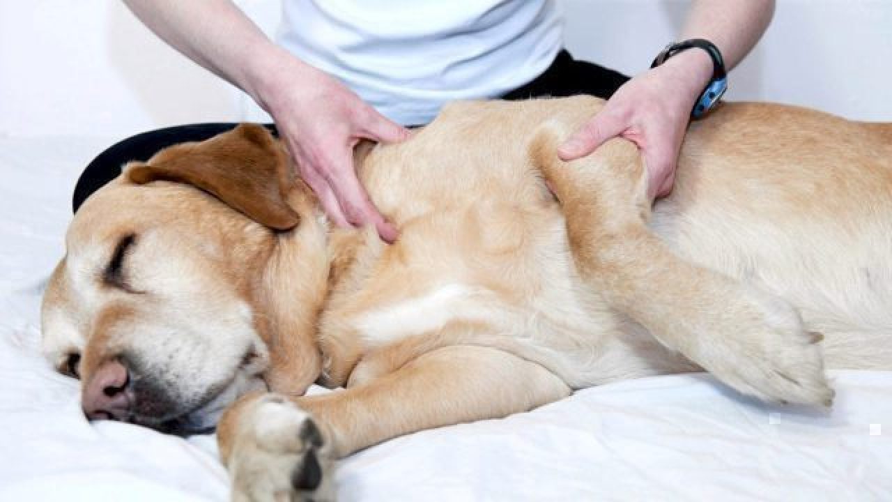 dog chiropractor massage