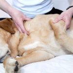 dog chiropractor massage