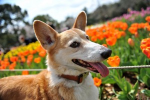 dog tulips 