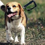 Dog Walking Leashed on Grass