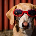 dog wearing goggles