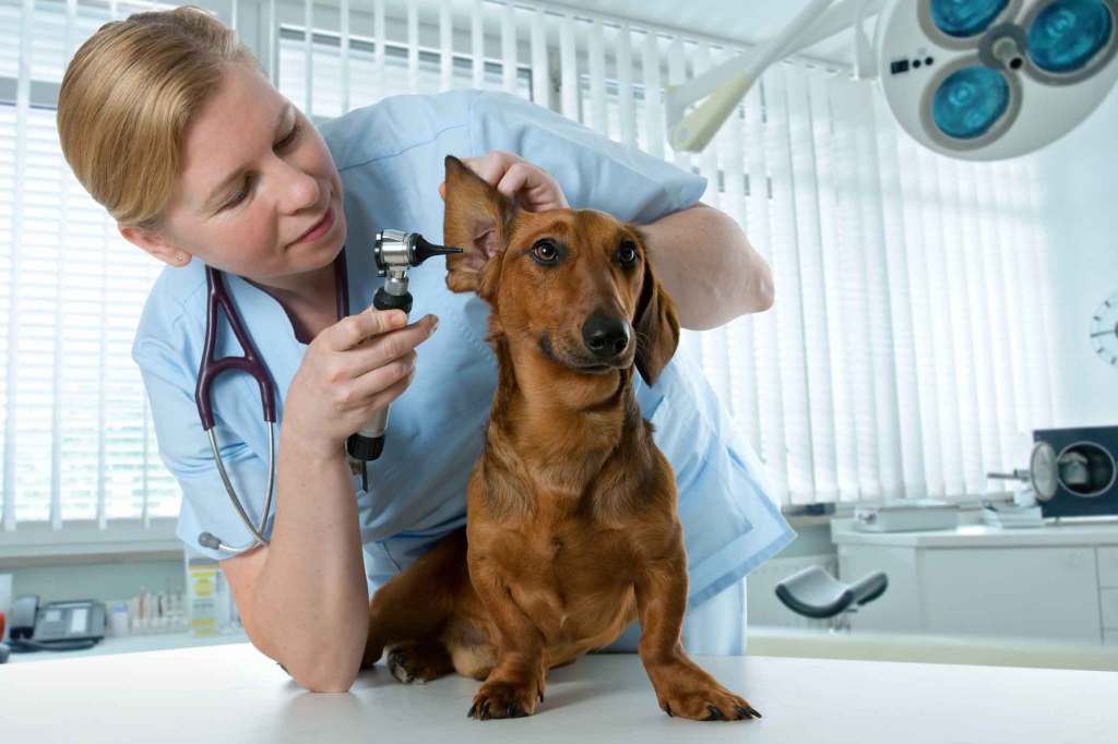 Ear-Infections-In-Dogs