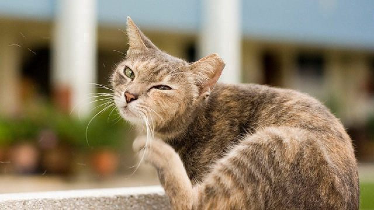 ear mites in cats