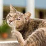 ear mites in cats