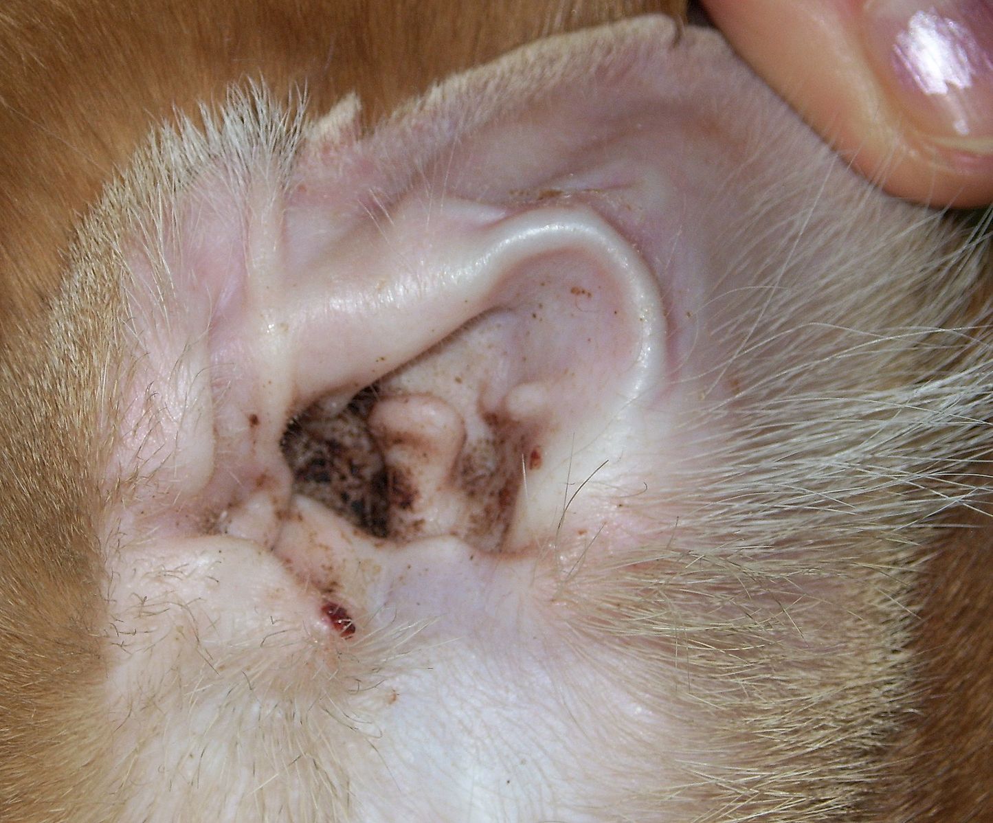 ear mites in cats