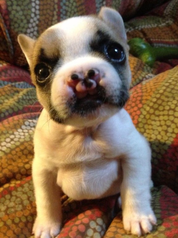 French Bulldog cleft palate