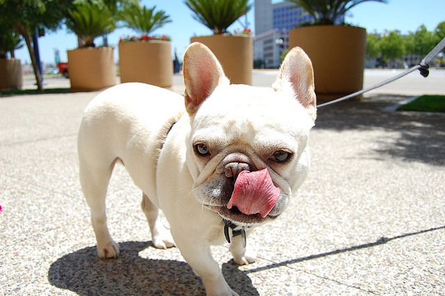 French bulldog outside