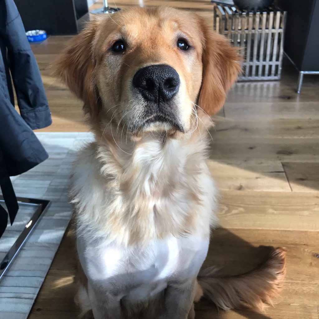 Golden Retriever Zeek