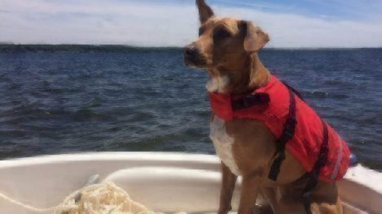 Dog on a boat