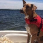 Dog on a boat