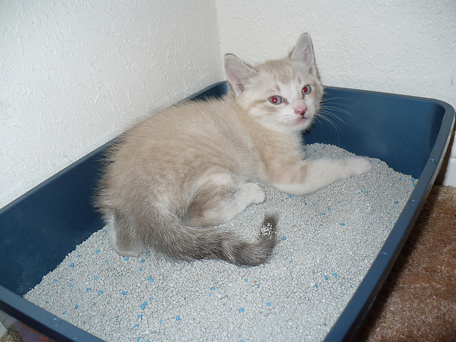 kitten litter box