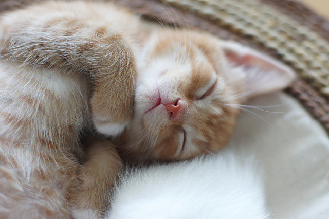 kitten sleeping