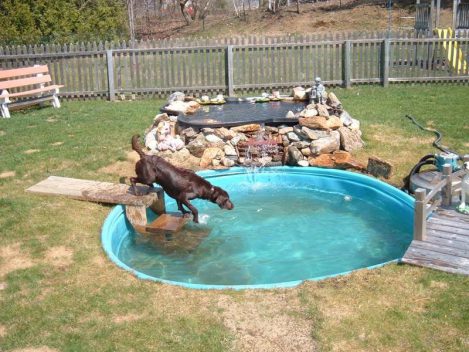 dogs playing in pool