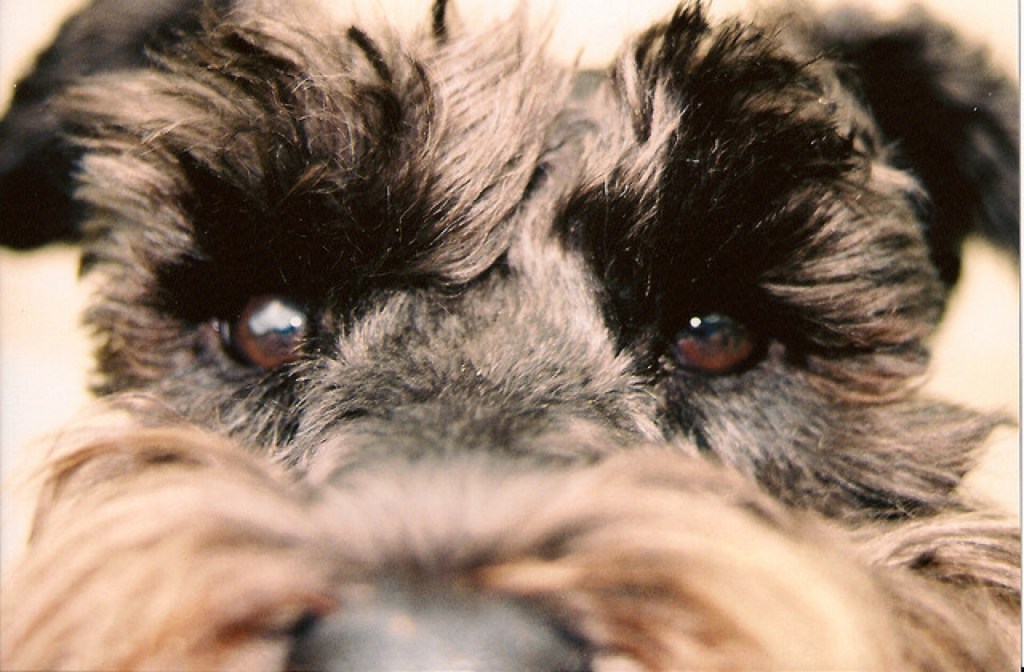 Miniature_Schnauzer_640x420.jpg