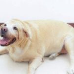 Obesity in Pets