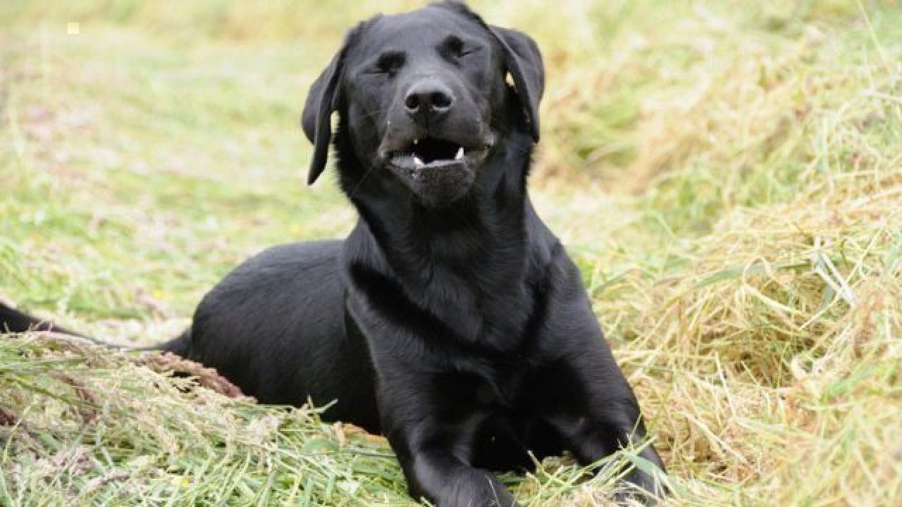 Black Lab Sneezing Outdoors