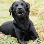 Black Lab Sneezing Outdoors