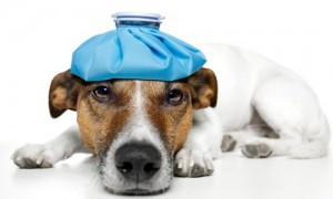 veterinary telemedicine