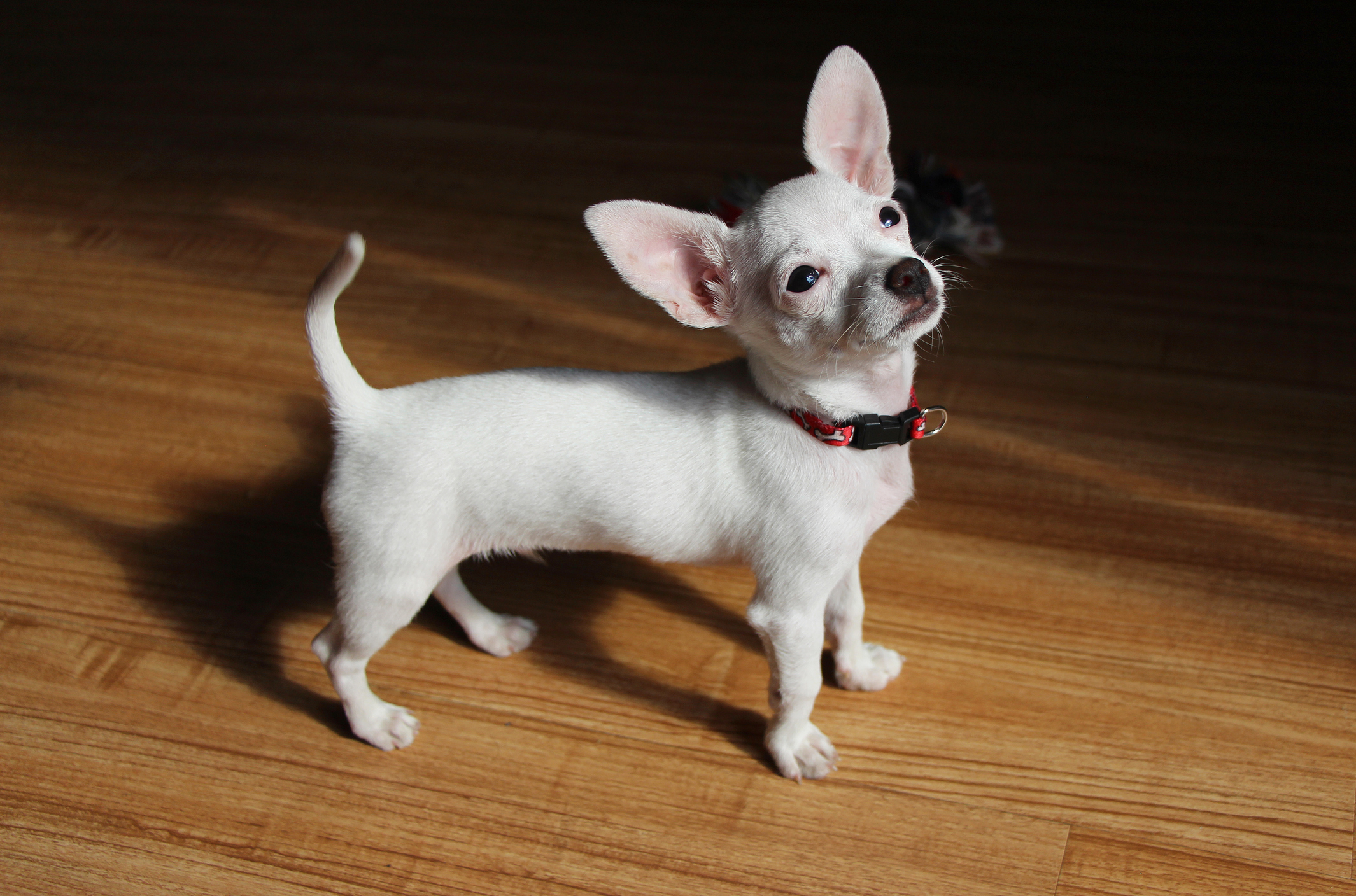 Teacup-Dogs