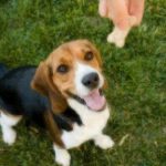 national dog biscuit day