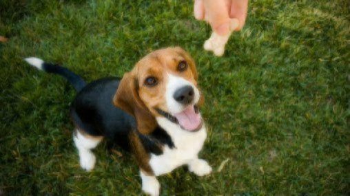 national dog biscuit day