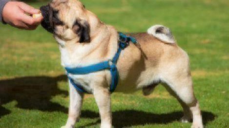 pug dog eating banana from a hand