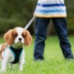 focus exercises for dogs