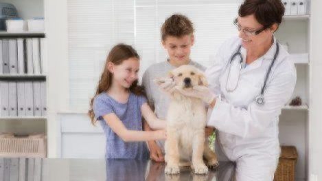 puppy first vet visit