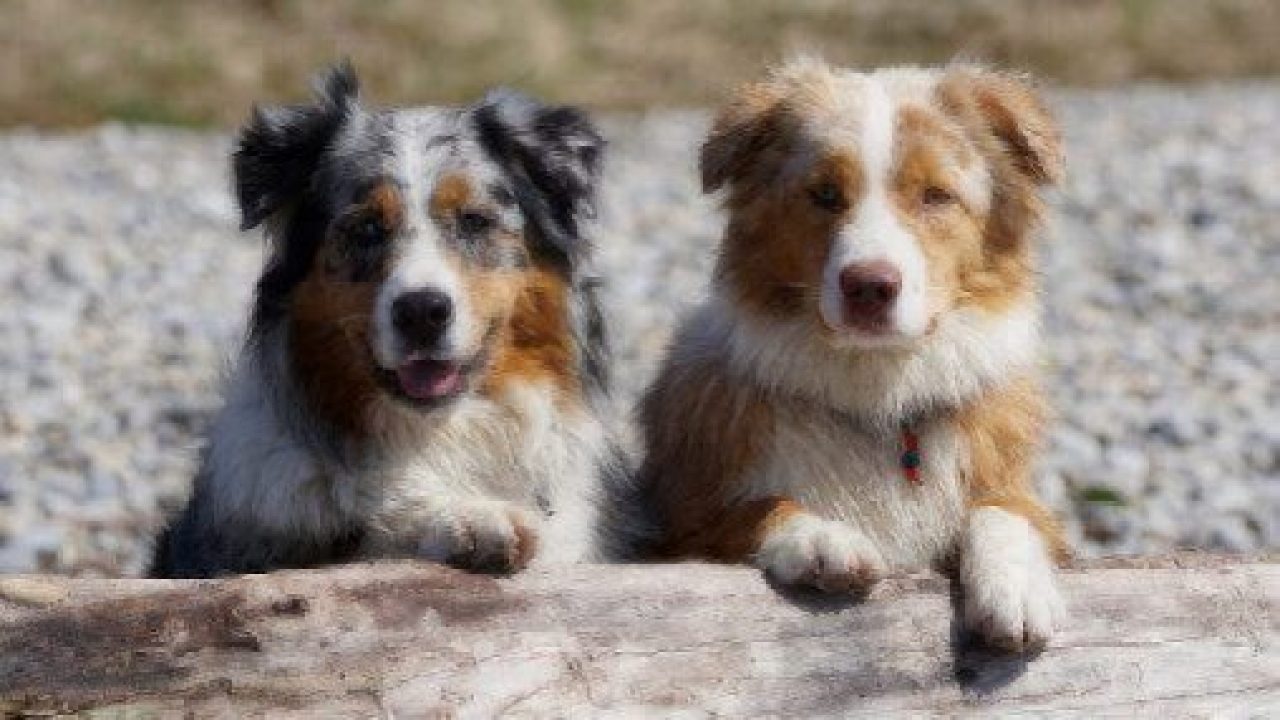 Medium-Dog-Breeds