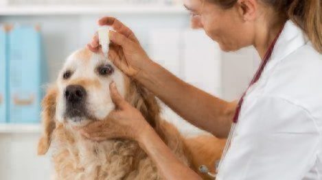 Dog getting drops in the eye