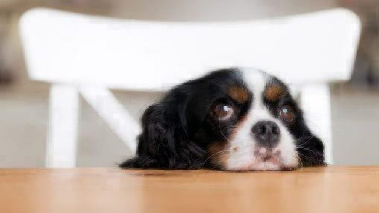 Dog with chin on table