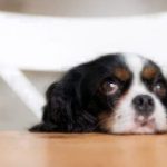 Dog with chin on table