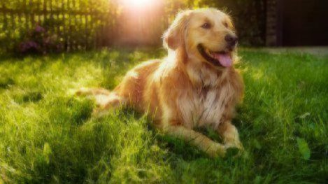 Golden Retriever