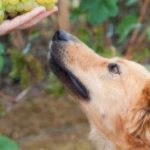 dogs and grapes