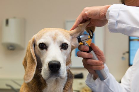 how to clean your pet's ears