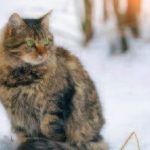 keep cats safe in the winter