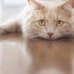 cat illnesses upset stomach problems