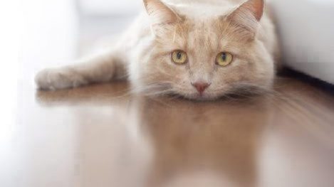 cat illnesses upset stomach problems