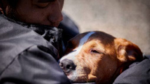 prison program dogs