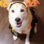 Best Halloween Costumes for Pets