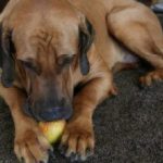 Can Dogs Eat Apples