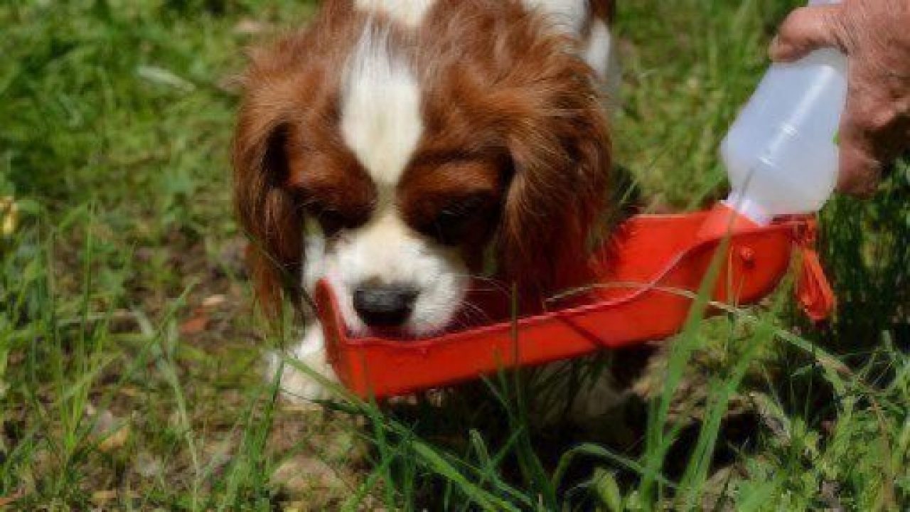 emergency water cup dog