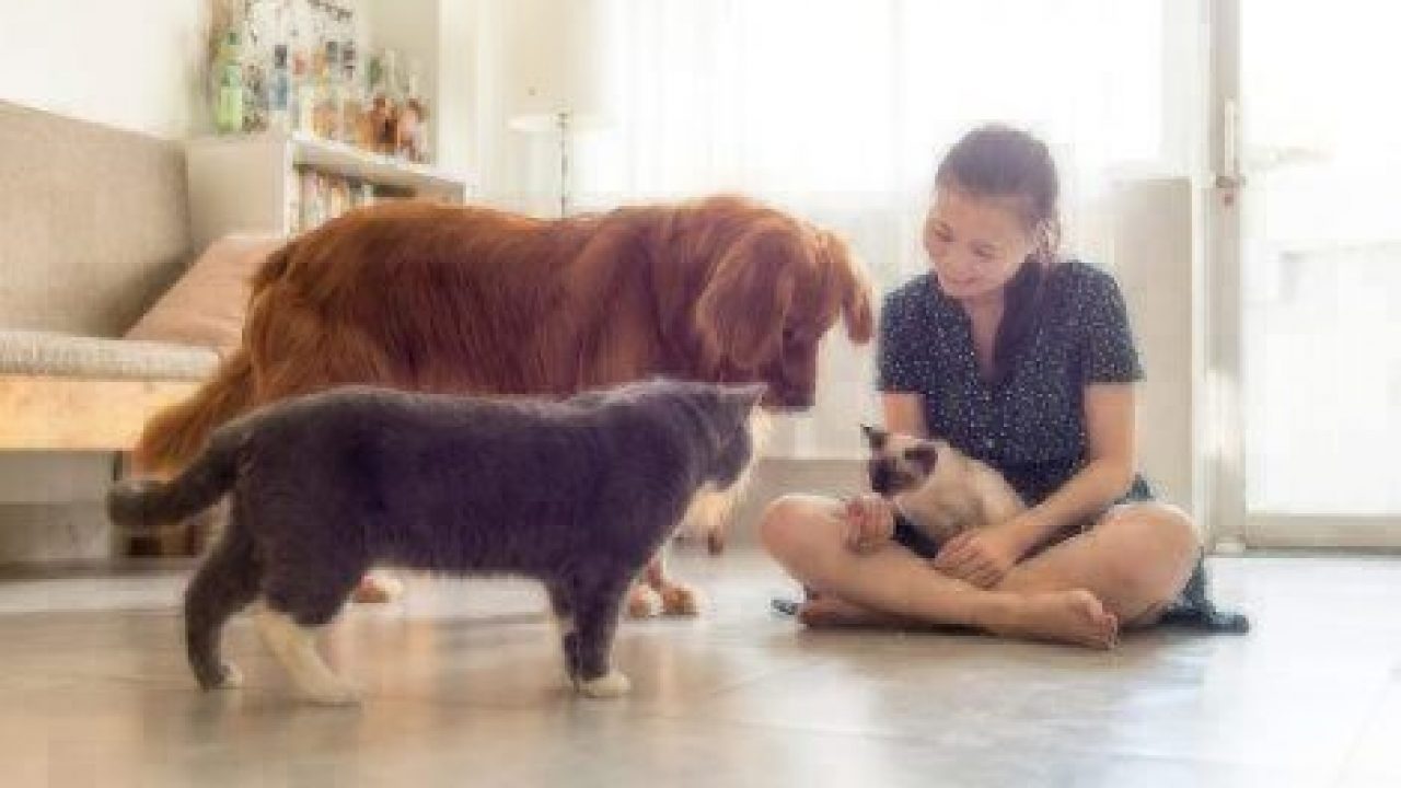 girl on the floor with two dogs and a cat