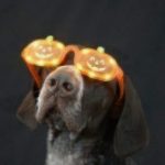 pumpkin pup