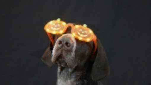 pumpkin pup