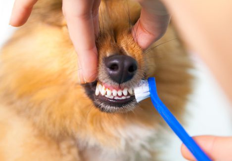 dog getting teeth brushed